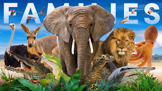 What is the Largest Family in the Entire Animal Kingdom [upl. by Ainesell]