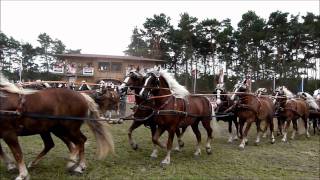 Titanen der Rennbahn 2011Super Quadrille mit 100 Kaltblut  Pferden 10x10 [upl. by Aikimat]