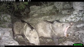 Texas Javelina Playing and Vocalizing [upl. by Henrietta]