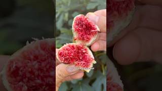 The facts of figs it fichi 👌🏼🟣⚪️🟢 garden gardening fruit plants tips howto shorts [upl. by Dwight]