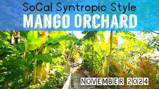 Future Thriving Mango Orchard in SoCal Watch This Syntropic Style Permaculture Food Forest Tour Now [upl. by Cozza91]