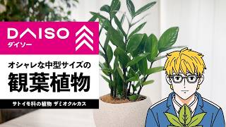 【ダイソー観葉植物】中型サイズのオシャレな植物！ザミオクルカス [upl. by Aklim]