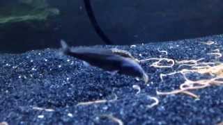 Baby Freshwater Dolphin Fish And Eel Eating Live Worms [upl. by Aras]