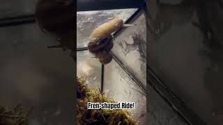 Garden Snail Cornu Aspersum rides around on giant Chocolate Band Snail Eobania Vermiculata [upl. by Courtenay25]