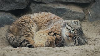 Zelenogorsk the Pallass cat is chilling on his tail [upl. by Chester]