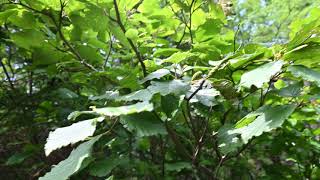 Alnus viridis Green Alder [upl. by Berstine]