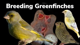 Breeding Greenfinches and their Mutations  a full guide 1 [upl. by Asirap849]