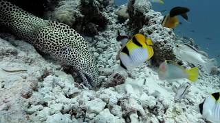 Honeycomb Moray free swimming and hunting [upl. by Arik549]