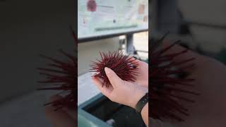 Red Sea Urchin Long Lifespan  Telonicher Marine Lab seaurchin uni echinodermata [upl. by Prosser]