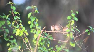 Allopreening Red backed Fairy Wrens [upl. by Downes]