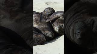 Life’s a beach with northern elephant seals  The Critter Corner [upl. by Anastatius]