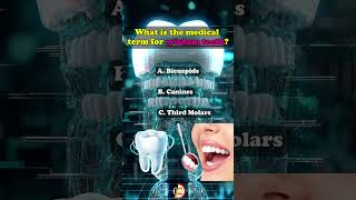 Wisdom teeth healthquiz facts humananatomy nursequiz quiz generalknowledge [upl. by Atinra764]