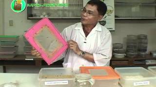 How to Mass Produce Trichogramma for Natural Pest Control [upl. by Aynnek]