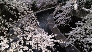 Sakura Cherry Blossoms in Tokyo iPhone 4SHD [upl. by Iva]