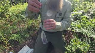 First redcockaded woodpecker banding of 2023 [upl. by Jennilee]