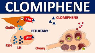 Clomiphene Clomid  Mechanism side effects precautions amp uses [upl. by Emanuel600]