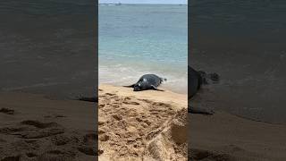 Monk seal on Waikiki Beach 🏝️ [upl. by Shoemaker326]