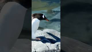 Baby Penguins First Swimming Lesson 🐧 nature wildlife [upl. by Etteve493]