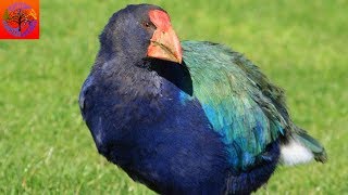 Takahē  Animal of the Week [upl. by Gaillard617]