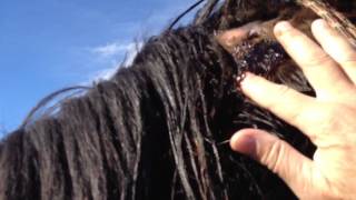 Horse Injury treatment  Mr T Head Swelling PT 3 Catching amp Doctoring  Rick Gore Horsemanship [upl. by Anomahs]