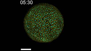 Patiria miniata wild type embryo [upl. by Marjie]