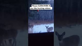 Antlerless Whitetail Deer Up Close amp Personal [upl. by Aniwde511]