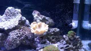 125 Gallon Reef Aquarium Setup 19 159 Days Running [upl. by Arahs]