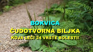 BOKVICA  ČUDOTVORNA BILJKA Koja LEČI 24 VRSTE BOLESTI [upl. by Bonner]