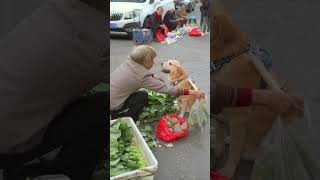 攤主賣給狗空塑膠袋tall owner sells empty plastic bags to dogs [upl. by Bonnee307]