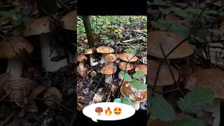 🍄‍🟫🔥🤩mushrooms fungi boletus nature грибочки porcini pilze grzyby грибы gribi shorts [upl. by Chiquita192]