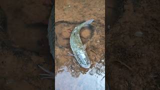 Paul cuffaro fishing video fish video aquarium king of diy fishing catfish fish bass fishing [upl. by Kinsler]