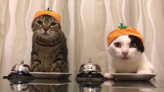 Cats wearing Satsuma Mandarin hats ring bells [upl. by Aklim]