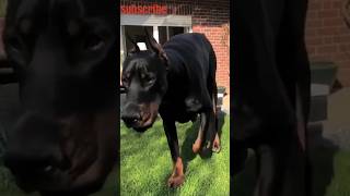 Doberman vs Boxer 🐶🐶🐶  Doberman Dog fight [upl. by Sandy95]