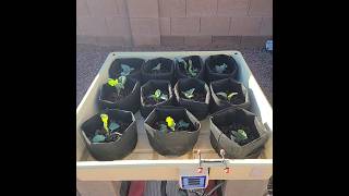 Our solar powered tray system gardening diy [upl. by Peh]