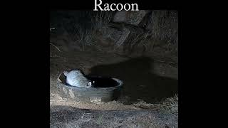 A racoon at the water tank racoon wildlife nature [upl. by Rakso]