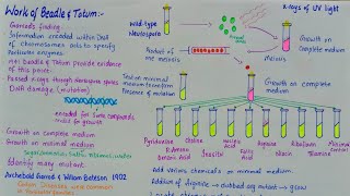 Beadle and Tatum experiment  One gene one enzyme theory [upl. by Garret]