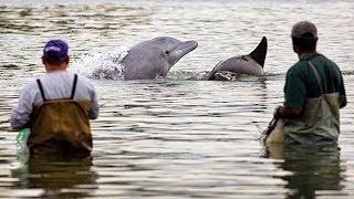 Une entraide incroyable entre pêcheurs et dauphins   ZAPPING NOMADE [upl. by Emmanuel452]