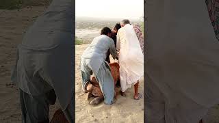 Beautifull style camel full power reaning animals viral [upl. by Orr665]