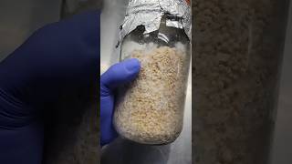 How to Make a Grain Spawn Master Jar for Mushroom Cultivation🍄mushroom farmer fungi mycology [upl. by Queenie]