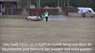 Herding Working Test HWT Heikant [upl. by Ahtennek]