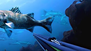 Top 20 Spearfishing Moments [upl. by Asirem]