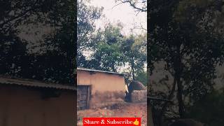 mpsjunction shorts travelblog travelvideo instareels villagelife villagevlog [upl. by Leanna144]