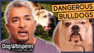 Cesars Secrets for Taming Hostile Dogs  Season 8 Episode 1  Dog Whisperer With Cesar Millan [upl. by Nasaj]