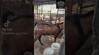 Livestock farming in Pakistan [upl. by Adkins]