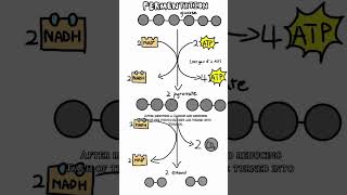 Alcoholic fermentation explained [upl. by Irotal476]