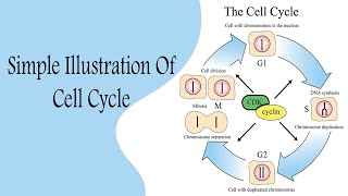 Cell Cycle شرح بالعربي [upl. by Lyrahc]