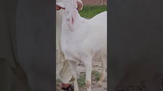 Bakra Eid 2024 ke Bakre 03354746487 [upl. by Alitha]