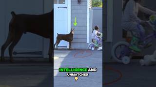 This is the best guard dog in the world  DOBERMAN [upl. by Lindholm]