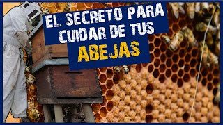 ✅ TODO APICULTOR DEBE AYUDAR A SUS ABEJAS DE ESTA MANERA  👉Como cuidar las abejas en INVIERNO🐝 [upl. by Noiemad]