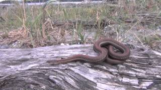 Garter snake on the beach San Juan Islands Washington [upl. by Ananna977]